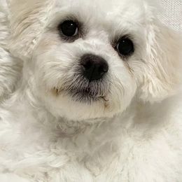 Assorted Doodle Crosses, Bichon Frises, Poodles, and Shichons from Mozzie's Waggineers