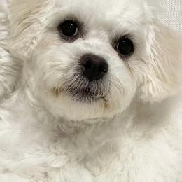 Assorted Doodle Crosses, Bichon Frises, Poodles, and Shichons from Mozzie's Waggineers