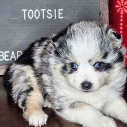 Tootsie - Merle Pomsky puppy in Wheeling, Illinois from Bear Cave Pomskies