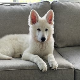 Berger Blanc Suisse Puppies from Nasha Comanda White Swiss Shepherds