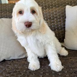 Bluebelle - Buff and white female Cockapoo puppy in Claremont, North Carolina from Magnolia Grove Farms