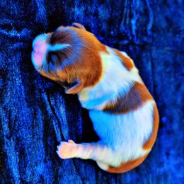 Shih Tzu Puppies from Gig Harbor Shih Tzu's