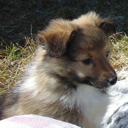 Scotty - Sable and white male Shetland Sheepdog puppy in Martinsburg, West Virginia from Elaraia Shetland Sheepdogs