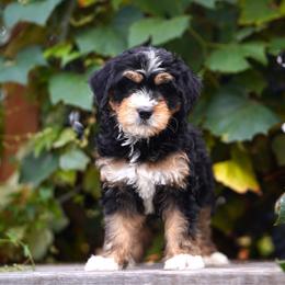 Gemma - Tri-color female Bernedoodle puppy in Spokane, Washington from Lilac City Doodles