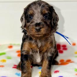 Bob - Blue merle male Bernedoodle puppy in Beecher, Illinois from Erica’s Doodles