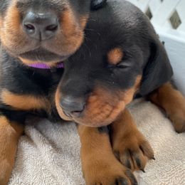 Doberman Pinscher Puppies from Love of Dobermans