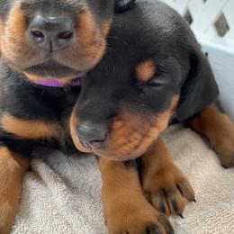 Doberman Pinscher Puppies from Love of Dobermans