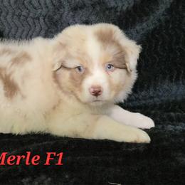Red Merle female - Red merle female Australian Shepherd puppy in Browerville, Minnesota from Rustic River Ranch Aussies