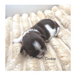 Shih Tzu Puppies from Rollins Farms Shih Tzus