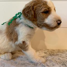 Green Collar Boy - Parti male Goldendoodle puppy in San Augustine, Texas from Vintage Doodles