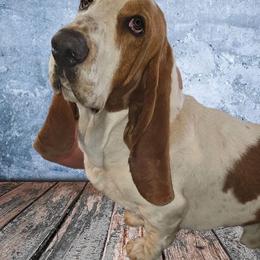 Drogo - Basset Hound