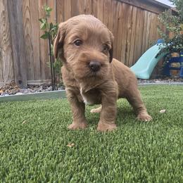 Dracula Pink - Cafe female Labradoodle puppy in Commerce City, Colorado from Playful Paws Labradoodles