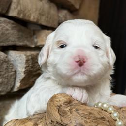 Sterling (Lime Green Collar) - Chalk female Australian Labradoodle puppy in Mount Gilead, North Carolina from Tillery Labradoodles