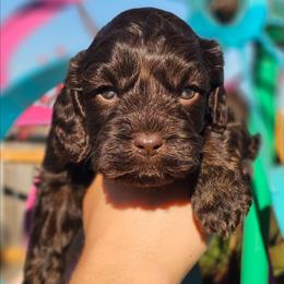 Jetty - Brown female Cockapoo puppy in Indiahoma, Oklahoma from Phamily Doodles