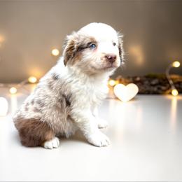 Ivory - Red merle female Australian Shepherd puppy in Statesville, North Carolina from Charming Australian Shepherds