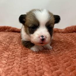 Stella - Brindle and white female American Corgi puppy in Waco, Texas from The Comma Corgis
