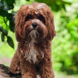 Paisley - Cavapoo