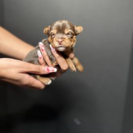 Yorkshire Terrier Puppies from A yorkie palace