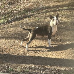 Fiona - Bull Terrier