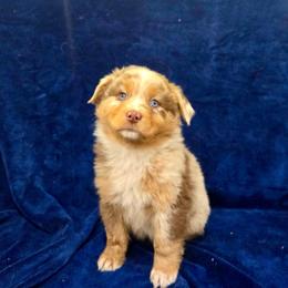 Tawny - Red merle female Australian Shepherd puppy in Collinston, Utah from Corbridge Aussies