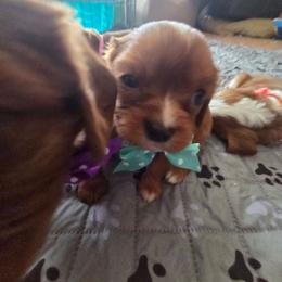 Poppy - Ruby female Cavalier King Charles Spaniel puppy in Forest Lake, Minnesota from Northern Lights Goldens