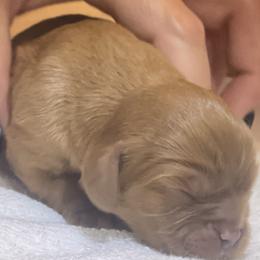 Ruby Female-2 - Ruby female Cavalier King Charles Spaniel puppy in Clemmons, North Carolina from Crown Jewel Cavaliers