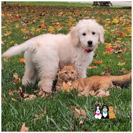 VANNA BANANA - F1 English Goldendoodle - OFA-Genetics-Microchip-2 year warranty. - Cream female Goldendoodle puppy in Jeddo, Michigan from Apple Creek Doodles