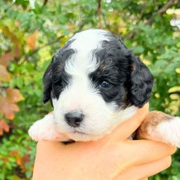 Moose - Tri-color male Bernedoodle puppy in Waco, Texas from Hope Valley Doodles