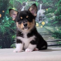 Cali - Black and tan female Pembroke Welsh Corgi puppy in Washington from Castle View Royal Rumps