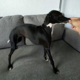 Pepper - Italian Greyhound