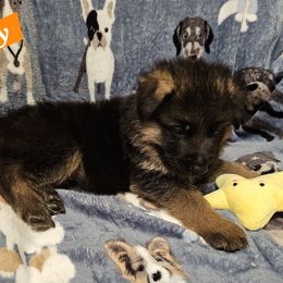 German Shepherd Puppies from Vom Schönen Hera German Shepherds