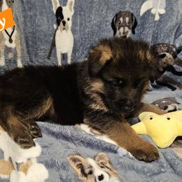 German Shepherd Puppies from Vom Schönen Hera German Shepherds
