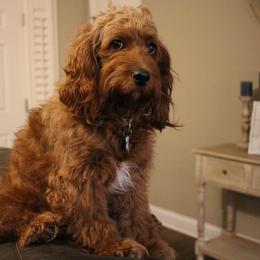 Hallie - Cockapoo