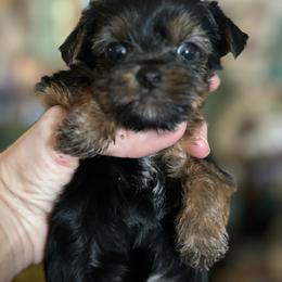 Morkie and Yorkshire Terrier Puppies from DEJAVU PUPS