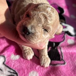 Benson - Cream male Cavapoo puppy in Milroy, Pennsylvania from Not Your Average Weiner