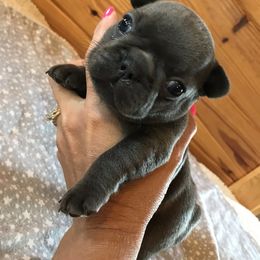 French Bulldog Puppies from Crooked C Ranch