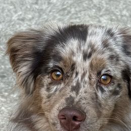 Midas - Miniature American Shepherd