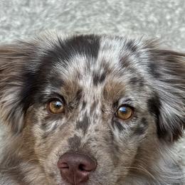 Midas - Miniature American Shepherd