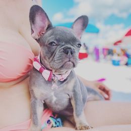 French Bulldog Puppies from Frenchie Paws