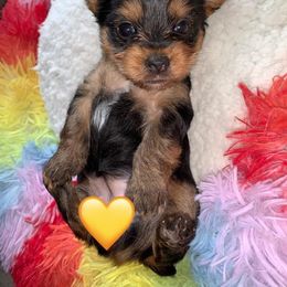Yorkshire Terrier Puppies from Jill Brown