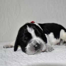 Lion - Black and white male English Springer Spaniel puppy in Chapmansboro, Tennessee from Balthrop Bend Farms