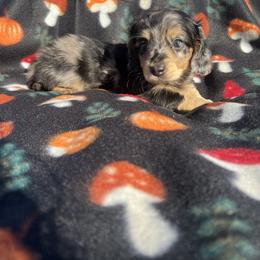 Motorheads Asha - Dapple female Dachshund puppy in Yucaipa, California from Kasondra's Dachshunds