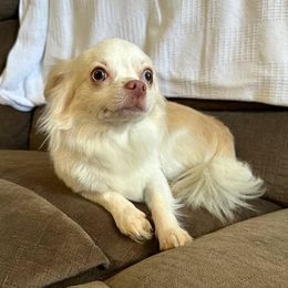 Karmi - Chihuahua