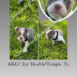 'Peter' Black Collar - Lilac male Boston Terrier puppy in Temple, Texas from Splashed To Perfection Farms