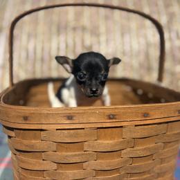 Roxy - Cream and white female Chihuahua puppy in Utica, Ohio from Poodle Me Crazy