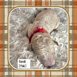 Bandit - Cream male Goldendoodle puppy in Richmond, Virginia from Highland Grove Doodles, LLC