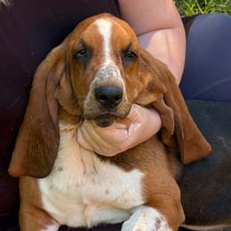 Ritzy - Basset Hound