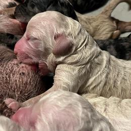 Boy 1 - Cream male Goldendoodle puppy in Kansas City, Missouri from Beary GoldenDoodles