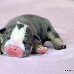 Frank - Blue tri-color male Bulldog puppy in Winnsboro, Texas from JP Ranch Bulldogs