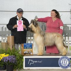 Beauceron and Briard All Grown Up from du Coeur Rose Briards and Beaucerons